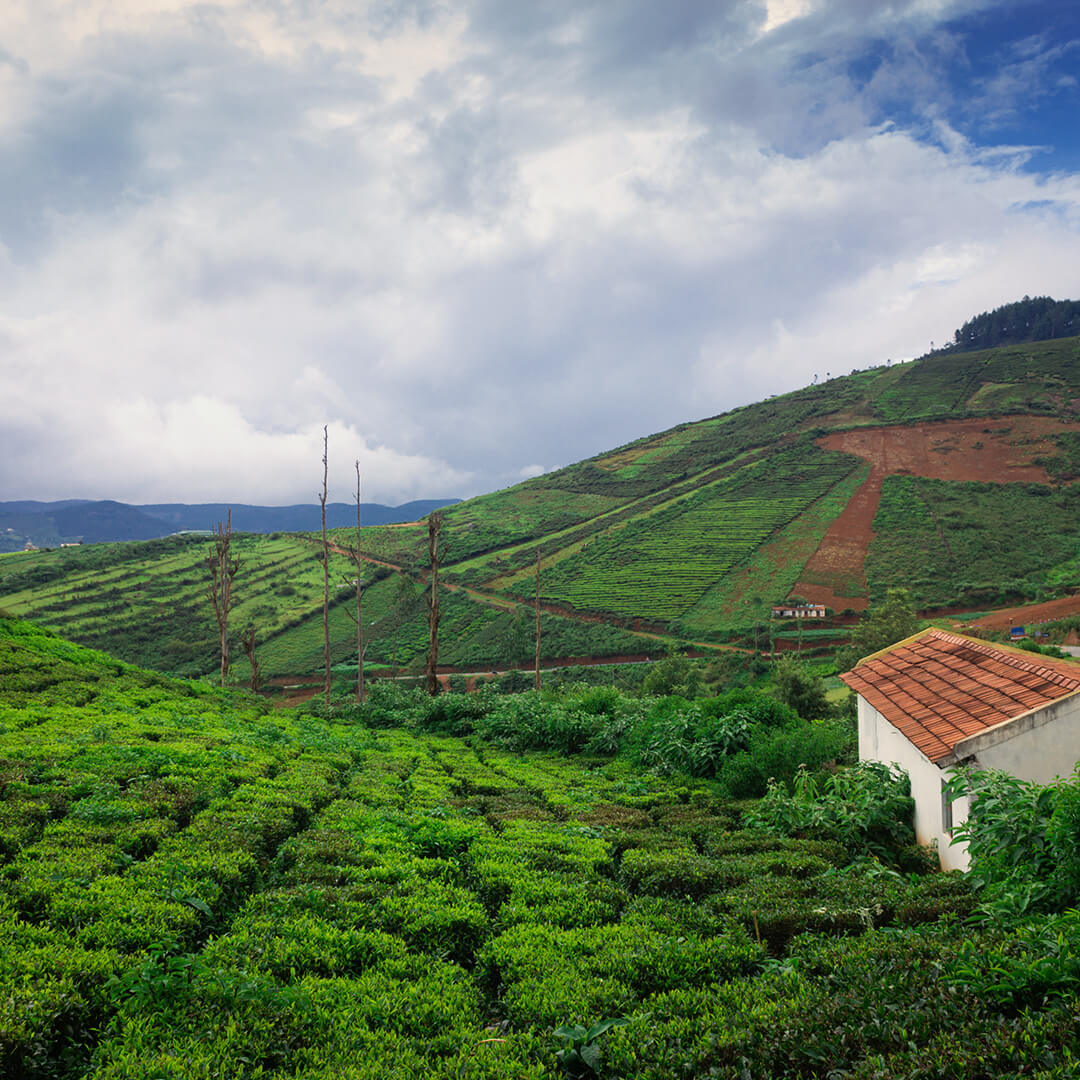 coffee plantation